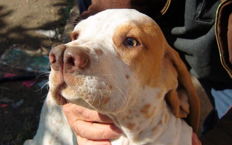 chien à nez fourchu
