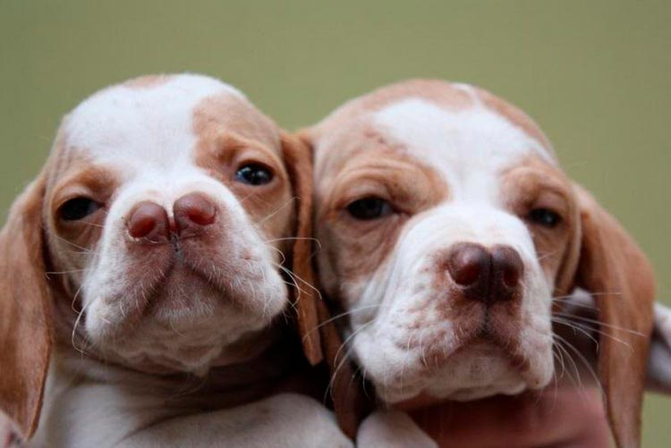 races inhabituelles - katalburun