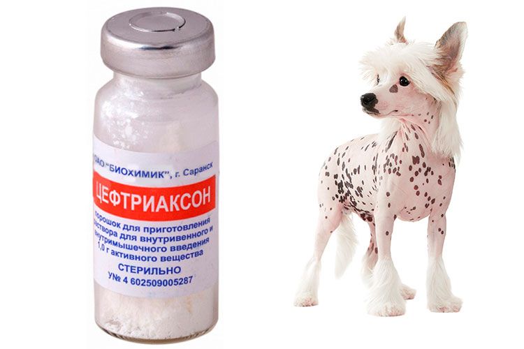 Ceftriaxone pour chiens