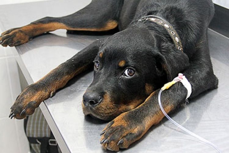Un chien sous perfusion intraveineuse