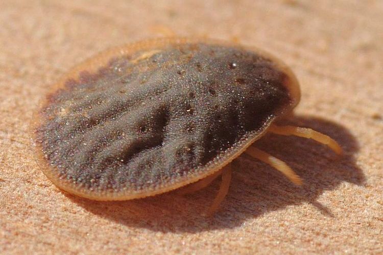 Tique argaside (Argasidae)