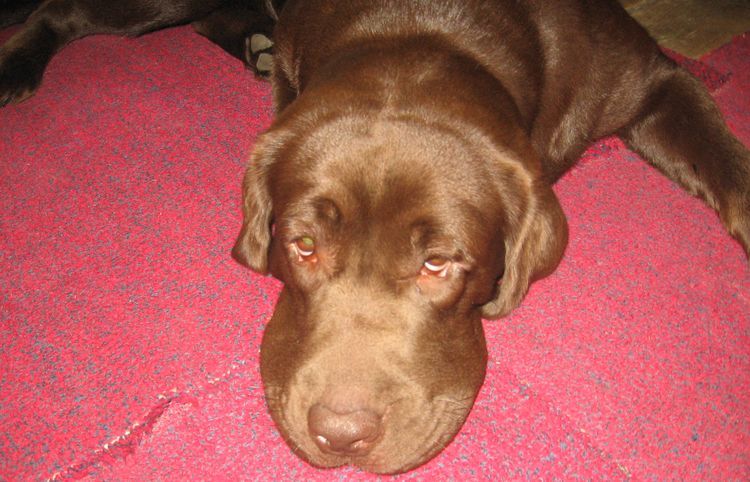 Œdème de Quincke chez un chien