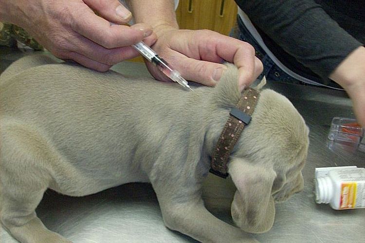 Injection pour chien