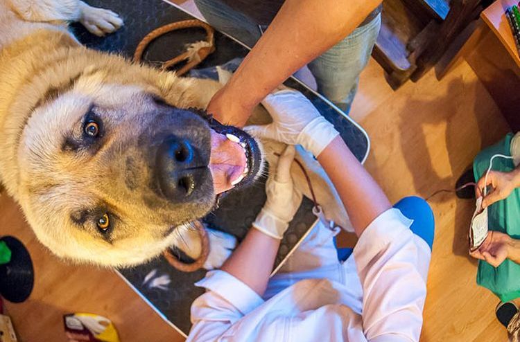 Test sanguin pour la dirofilariose