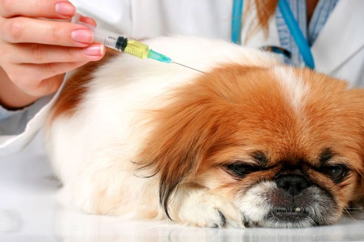Injection sous-cutanée pour un chien