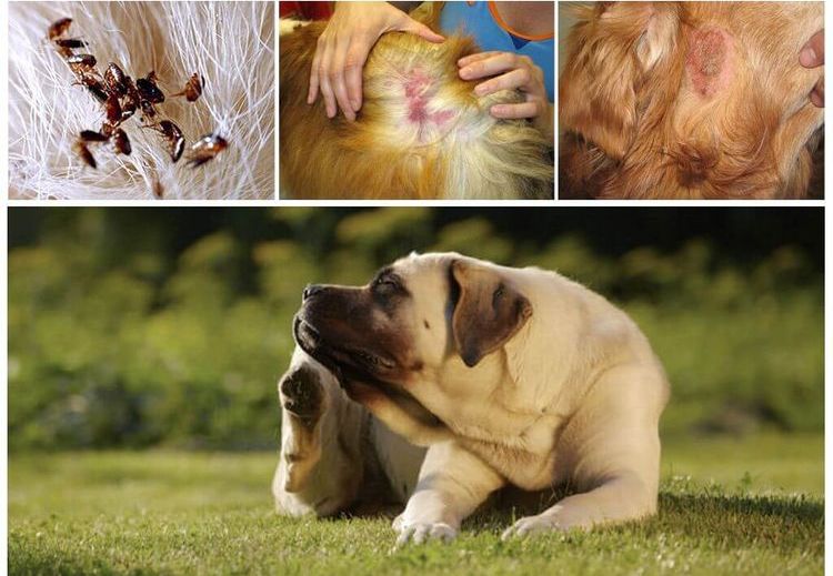 Puces chez les chiens