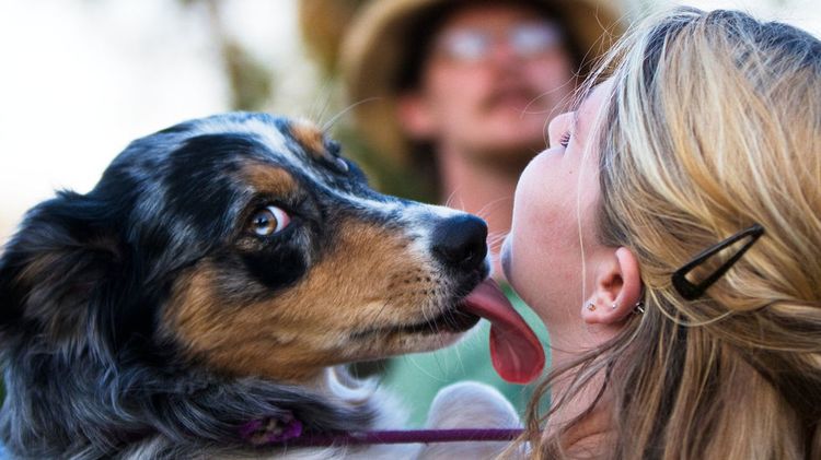 Le chien lèche son propriétaire