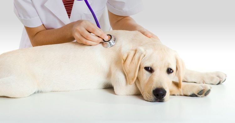 Chien chez le vétérinaire