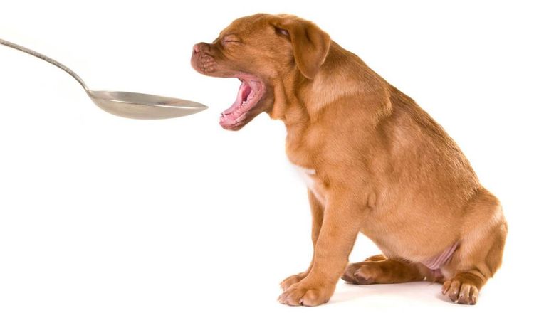 Enterosgel pour chiens