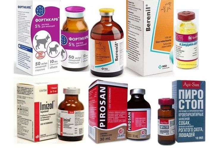 Soigner un chien mordu par une tique