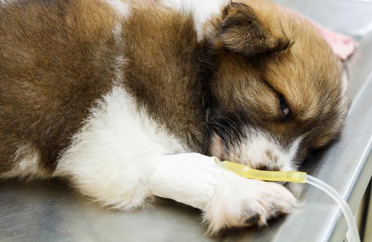perfusion intraveineuse pour chien
