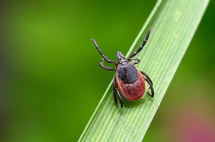 Tique ixodide