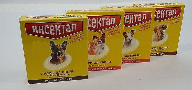 Insektal pour chiens