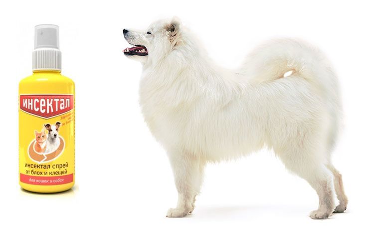 Spray Insektal pour chiens