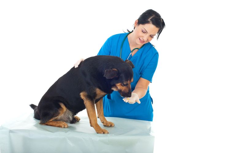 Chien chez le vétérinaire