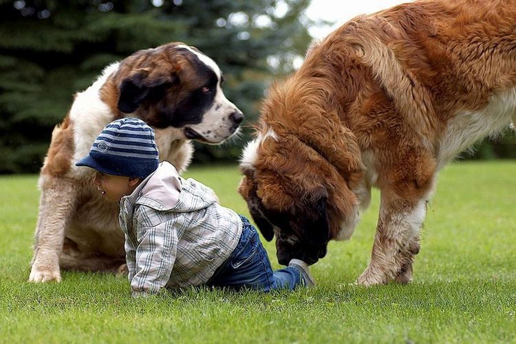 Chien de garde de Moscou