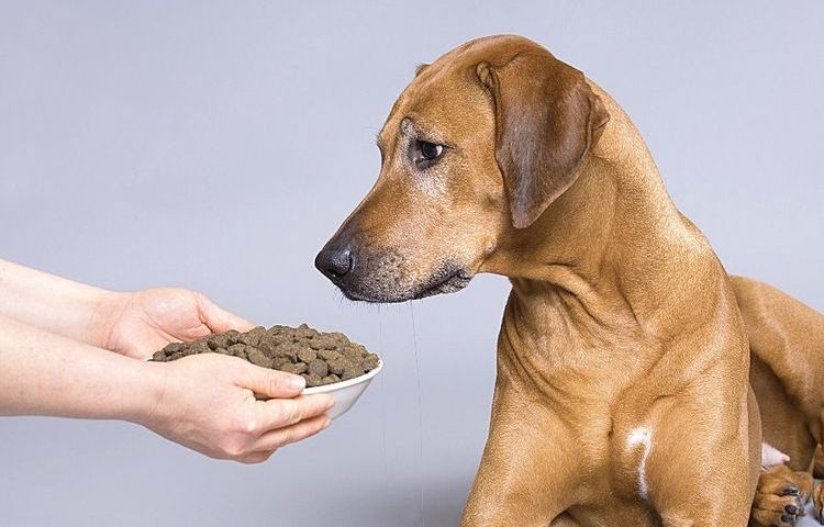 Nourriture sèche pour chiens