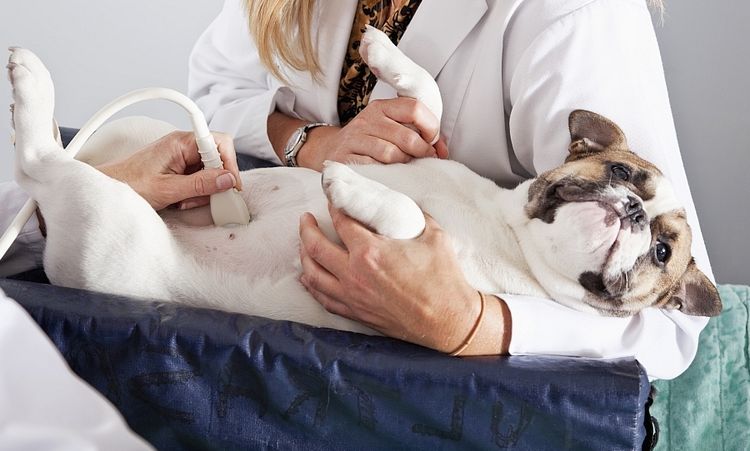 Échographie de la cavité abdominale d'un chien