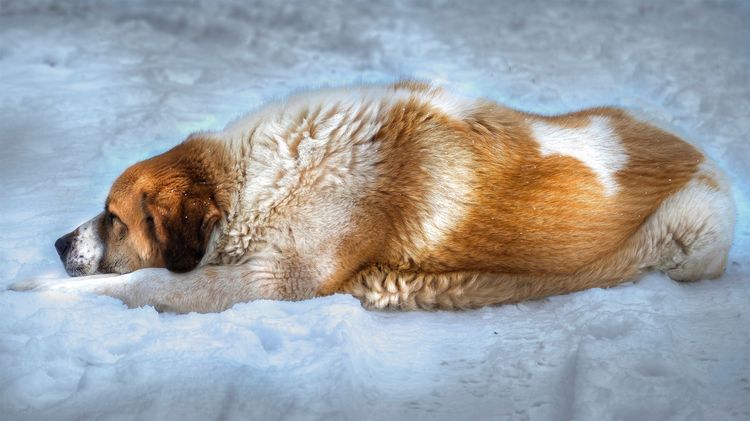 Le chien est couché dans la neige