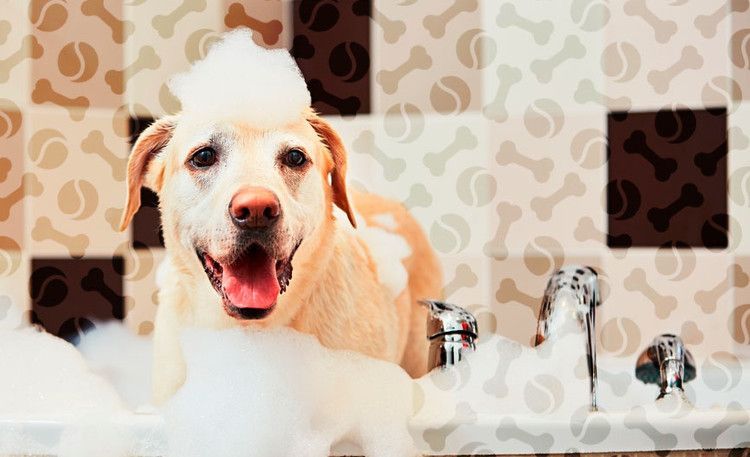 Labrador dans de la mousse savonneuse