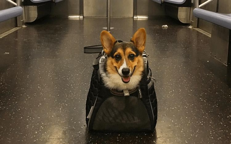 Transporter un chien dans le métro