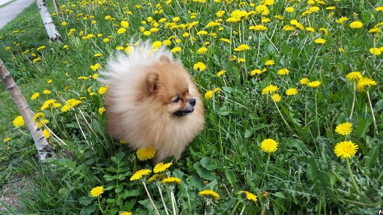 Chien dans les pissenlits