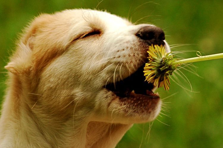 Un chiot mange un pissenlit