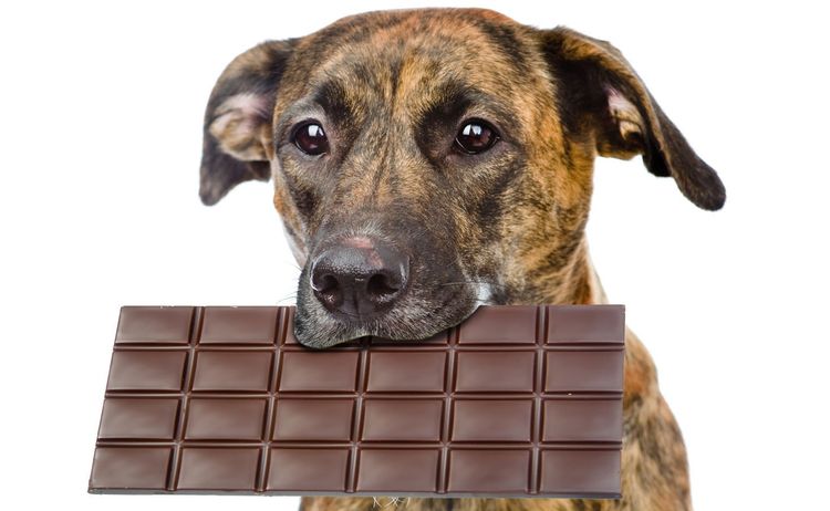 Le chien mange du chocolat