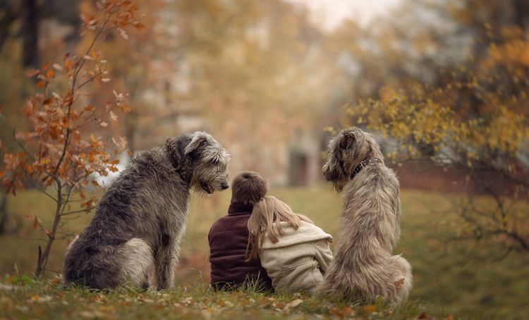 Promenade dans le parc avec des chiens