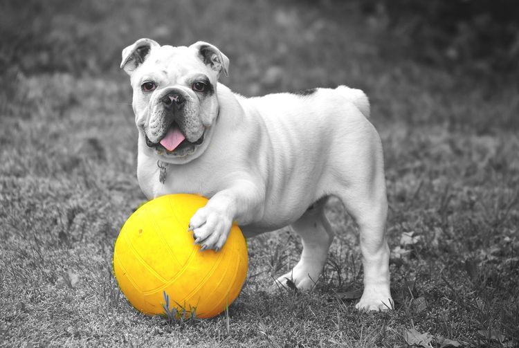 Un chien avec une balle jaune