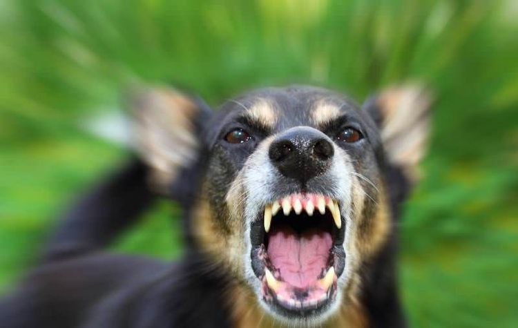 La rage chez un chien