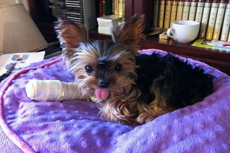 Un chien avec une patte cassée