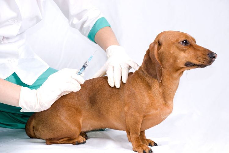 Injection pour chien