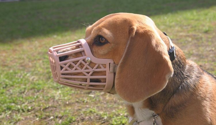 Un chien avec une muselière