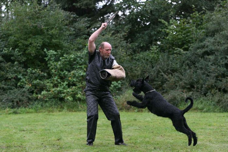 Schnauzer géant en colère