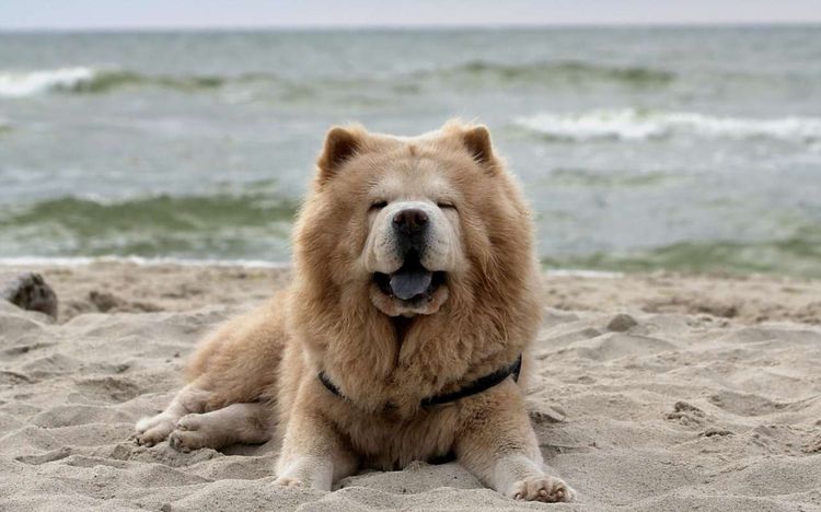 Chow-chow