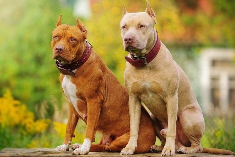 Pitbulls terriers