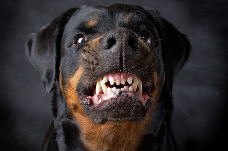 Rottweiler en colère