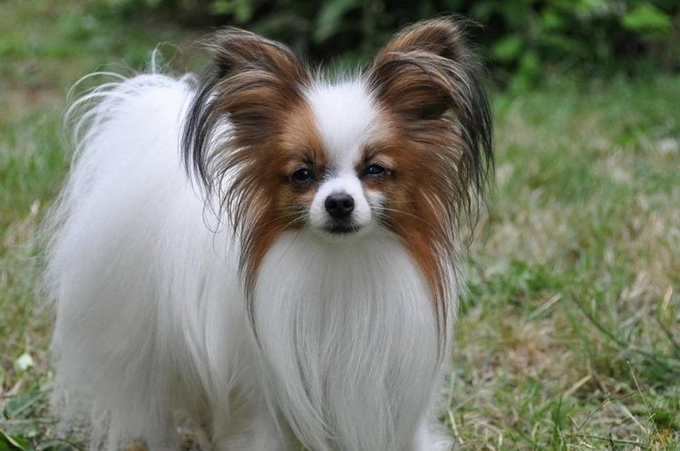 Papillon
