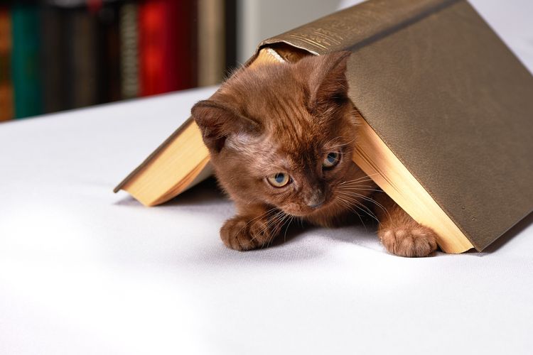 Chaton sous un livre