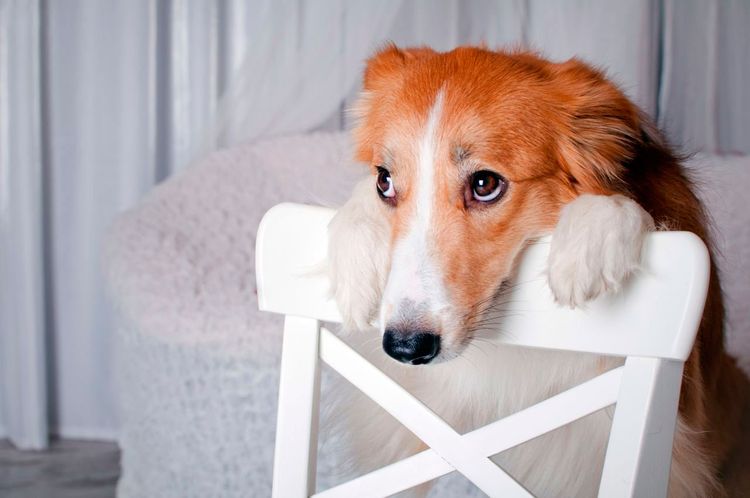 Le chien posa sa tête sur la chaise