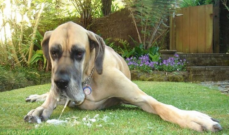 Vomissements chez un chien