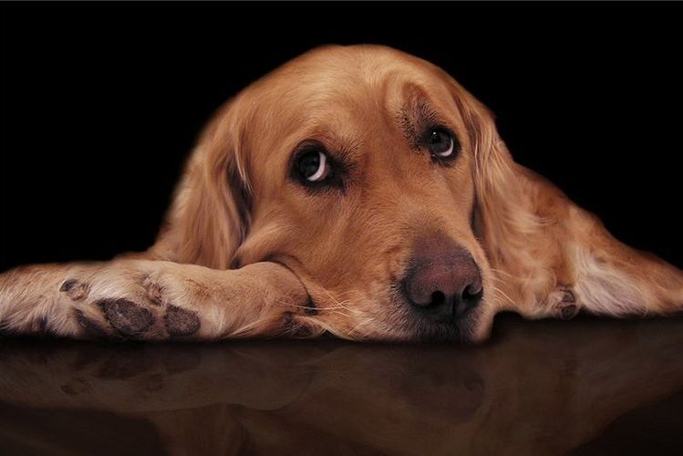 Un chien léthargique