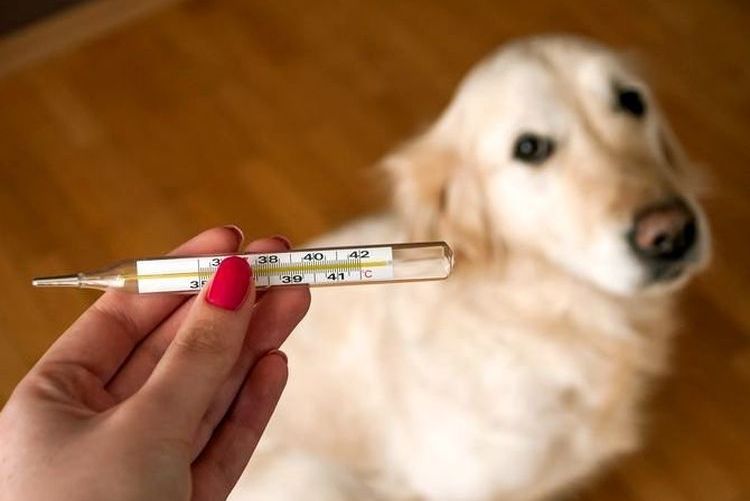 Mesurer la température d'un chien