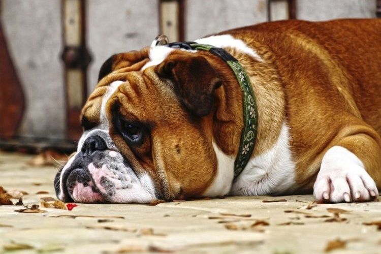 Le chien ne mange rien et est léthargique.