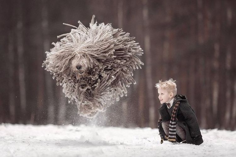 Komondor