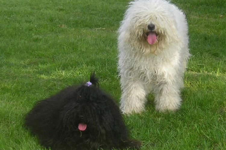 Puli est un chien qui a des dreadlocks.