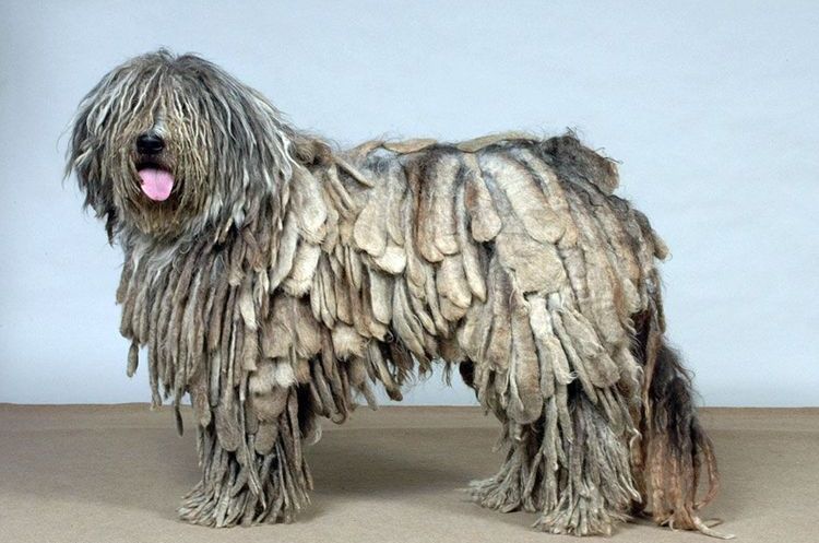 Un chien de Bergame avec des dreadlocks