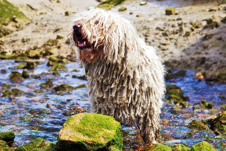 Un chien avec des dreadlocks