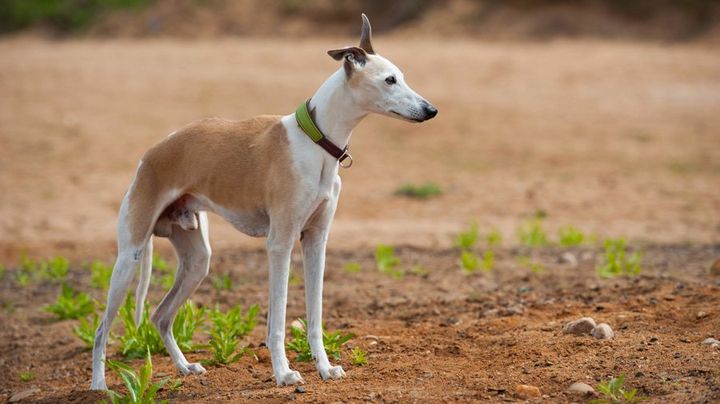 Whippet